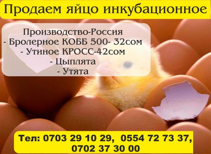 Купить яйца в геншине. Домашние яйца объявление. Инкубационное яйцо Кобб 500. Объявление о продаже яиц. Домашние яйца реклама.